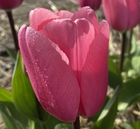Tulipan Big Love 10 løg